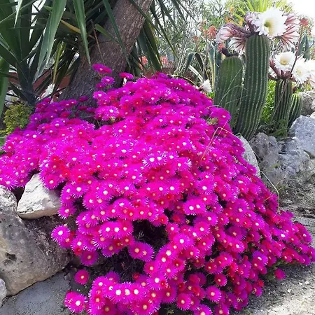 Uliveto Del Gargano Bed & Breakfast